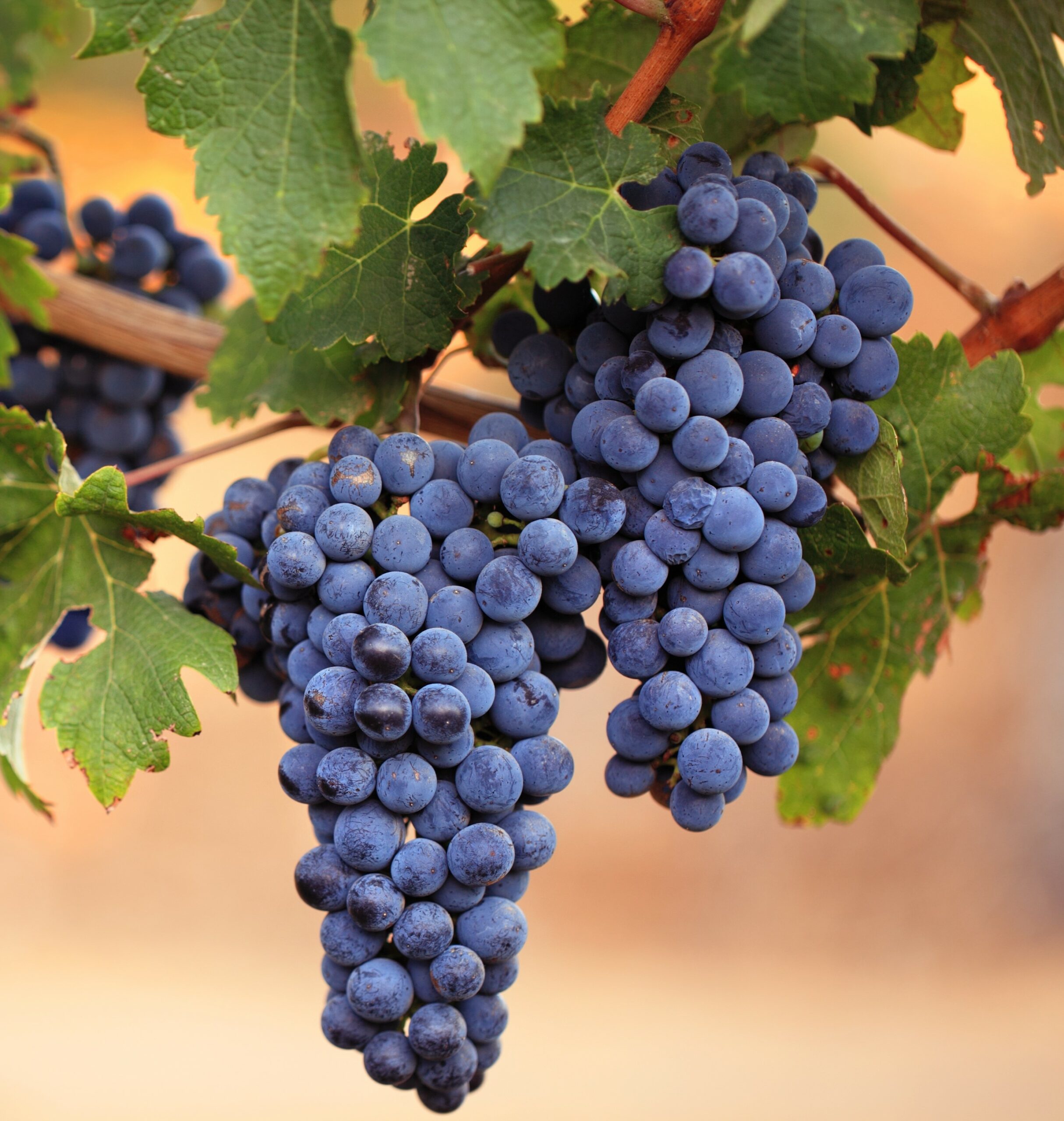 Best Red Wines from Vineyards all over the world